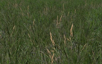 Grass Textuur