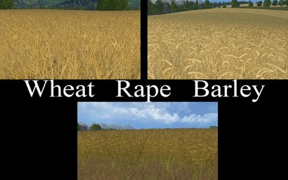 Wheat Barley V3